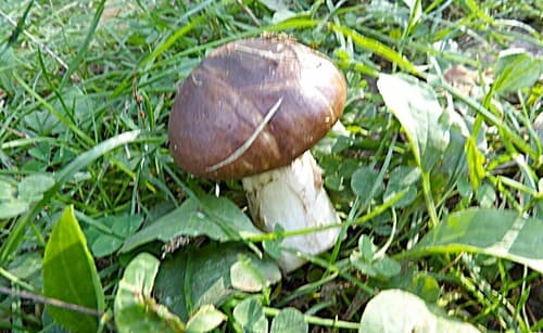 Maślak zwyczajny