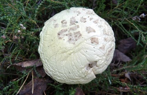 Muchomor cytrynowy