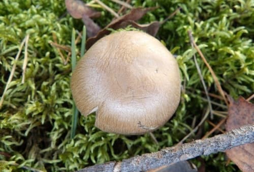 Płachetka zwyczajna
