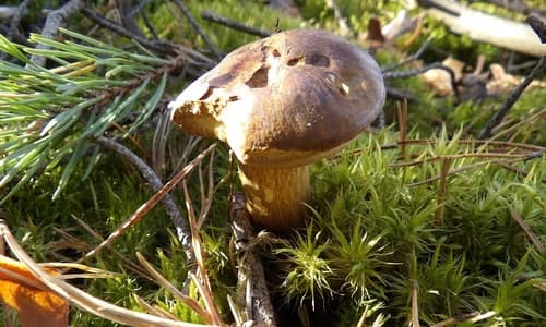 Podgrzybek brunatny