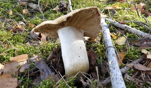 gołąbek śmierdzący