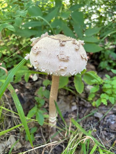 Macrolepiota