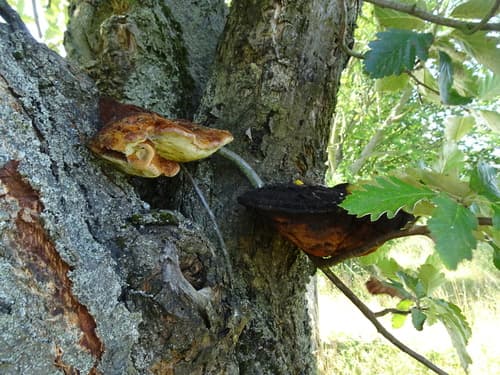 Błyskoporek