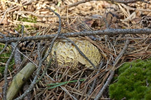 Tęgoskór cytrynowy