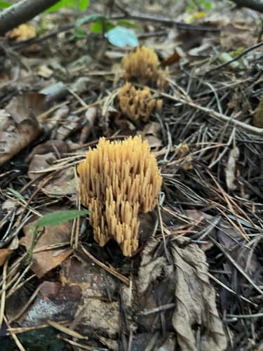 Gomphaceae