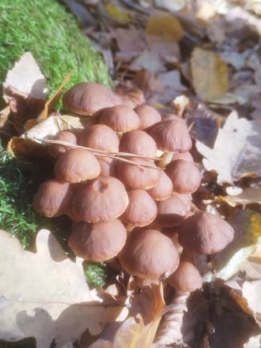 Kruchaweczka Namakająca
