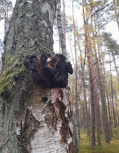 Błyskoporek podkorowy