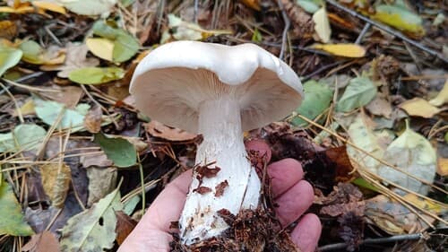 Lejkówka szarawa
