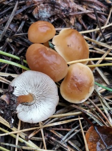 Gymnopus