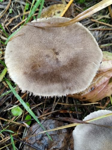 gąska ziemistoblaszkowa