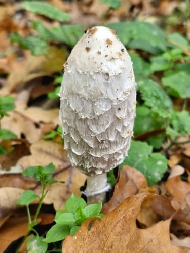 Czernidłak kołpakowaty