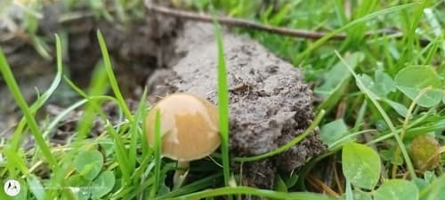 Protostropharia semiglobata