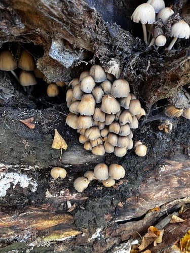 Coprinellus