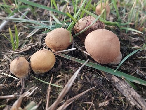 Purchawkowate