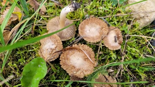 Inocybe sindonia