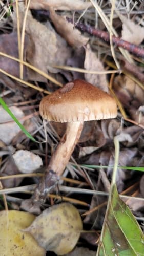 Gąska żółtobrunatna