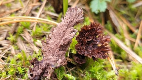 Chropiatka pospolita