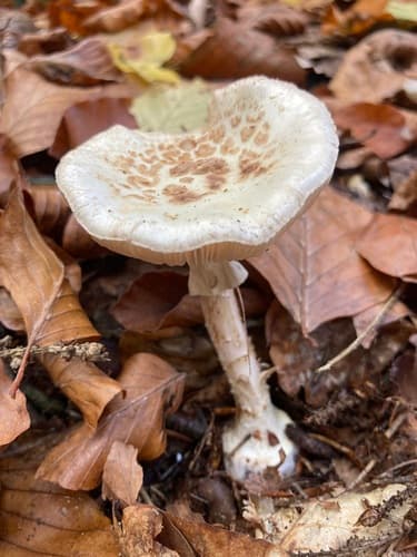 Muchomor cytrynowy