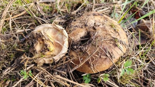 Krowiak podwinięty