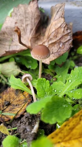 Kruchaweczka wysmukła