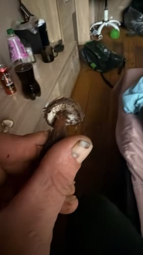 Mleczaj przydymiony