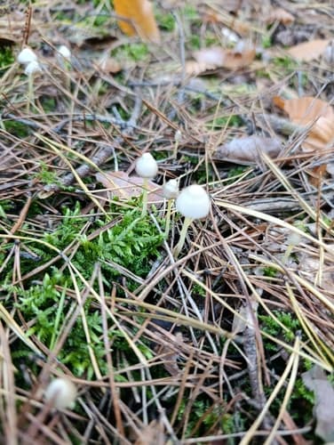 Grzybówka cytrynowa