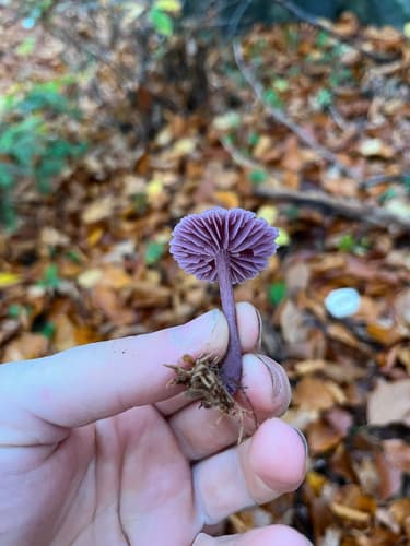 Lakówka ametystowa