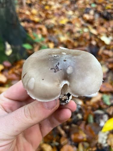 Lejkówka szarawa