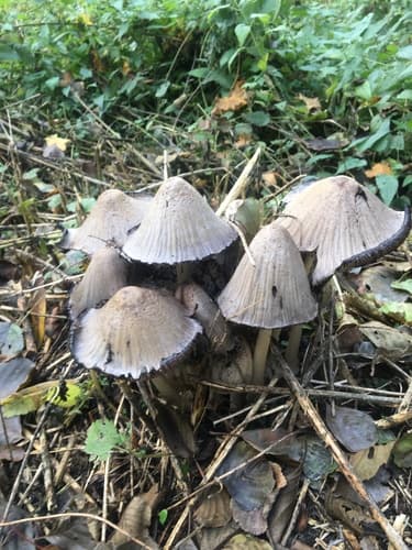 Coprinopsis