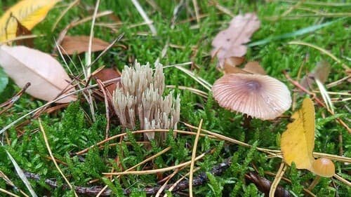 Ramaria apiculata