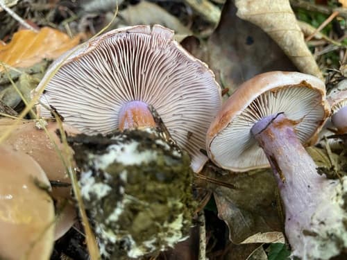 Calonarius dibaphus