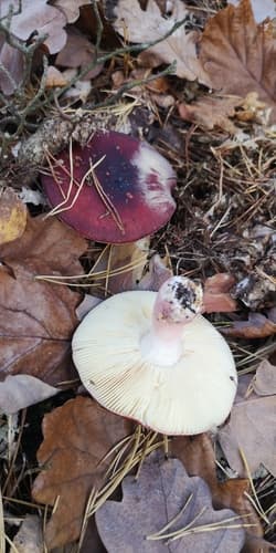Gołąbek agrestowy