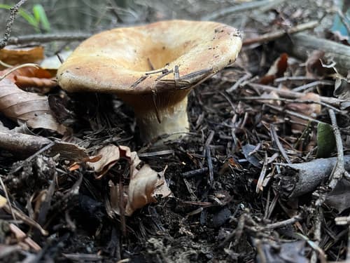 Lactarius intermedius
