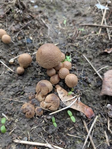 kruchawica aksamitna