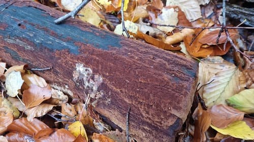 Rdzawoporka drobnopora