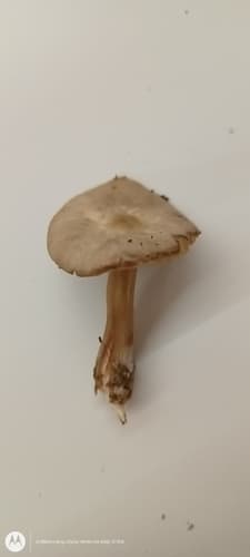 Monetnica szarobrązowa