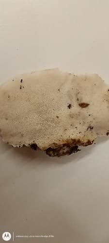 Drobnoporek