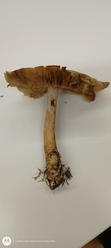 Pieczarkowce