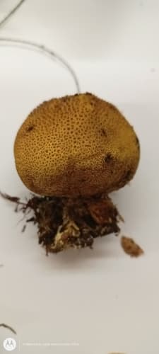 Tęgoskór cytrynowy