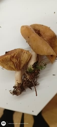 Lactarius vietus