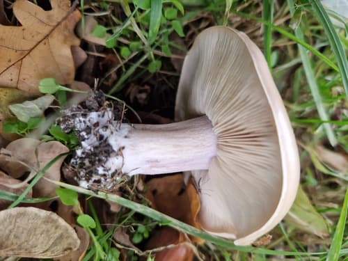 Collybia