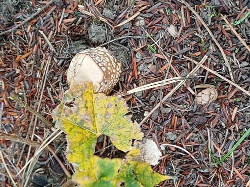 Amanita