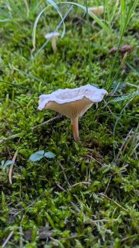 Collybia