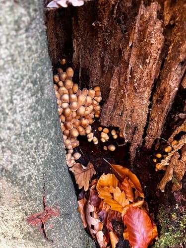 Agaricineae