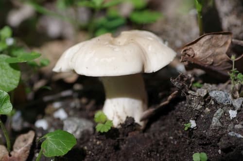 Gęśnica wiosenna