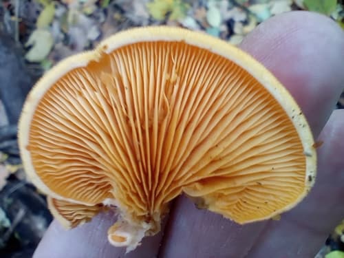 Boczniaczek pomarańczowożółty