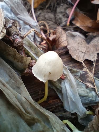Grzybówka cytrynowoostrzowa