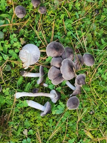 gąska ziemistoblaszkowa