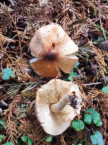 Lepiota ochraceofulva