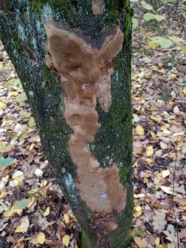 Guzoczyrka rozpostarta